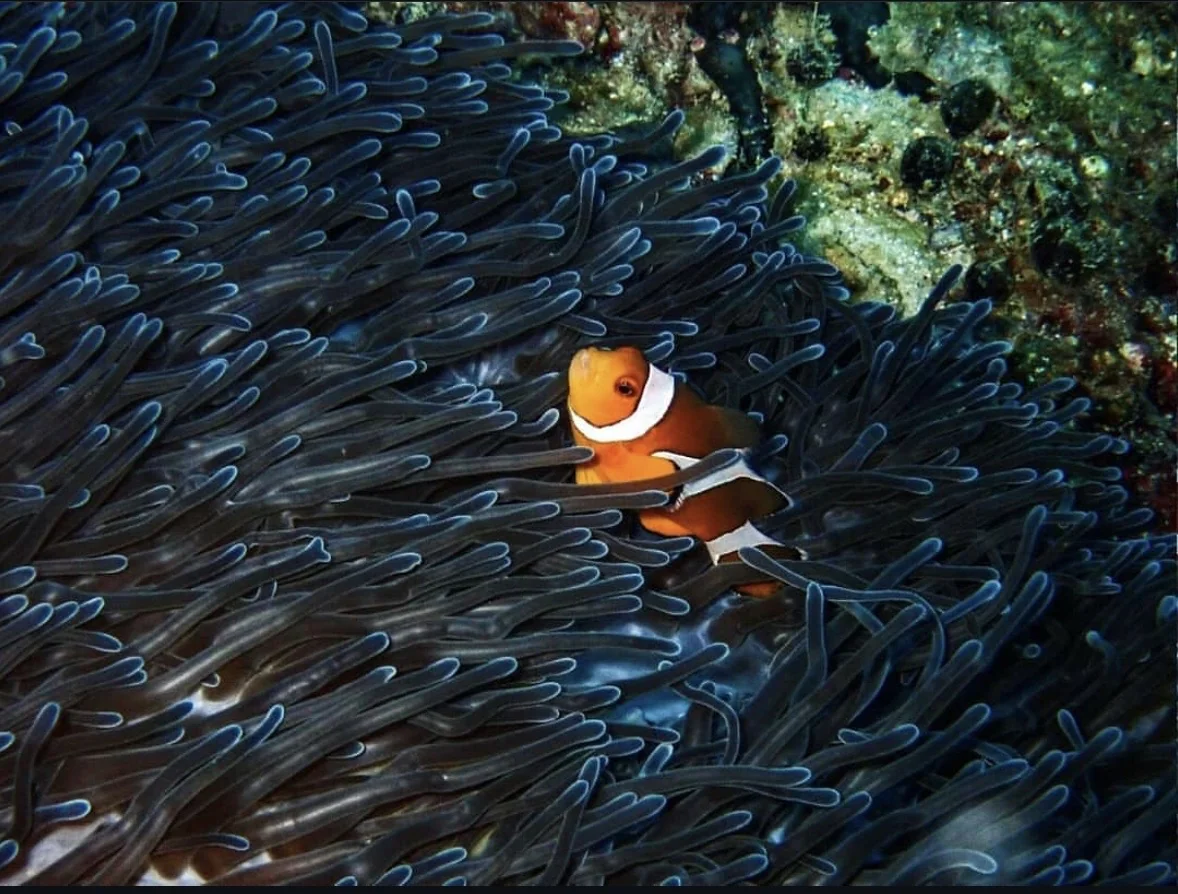 An orange and white fish nestled among sea anemone tentacles