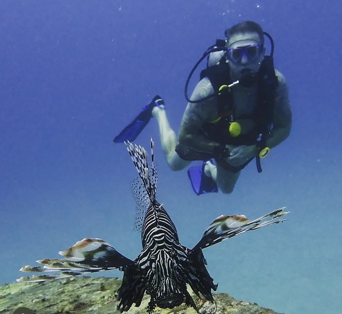 A scuba diver observing a lionfish underwater