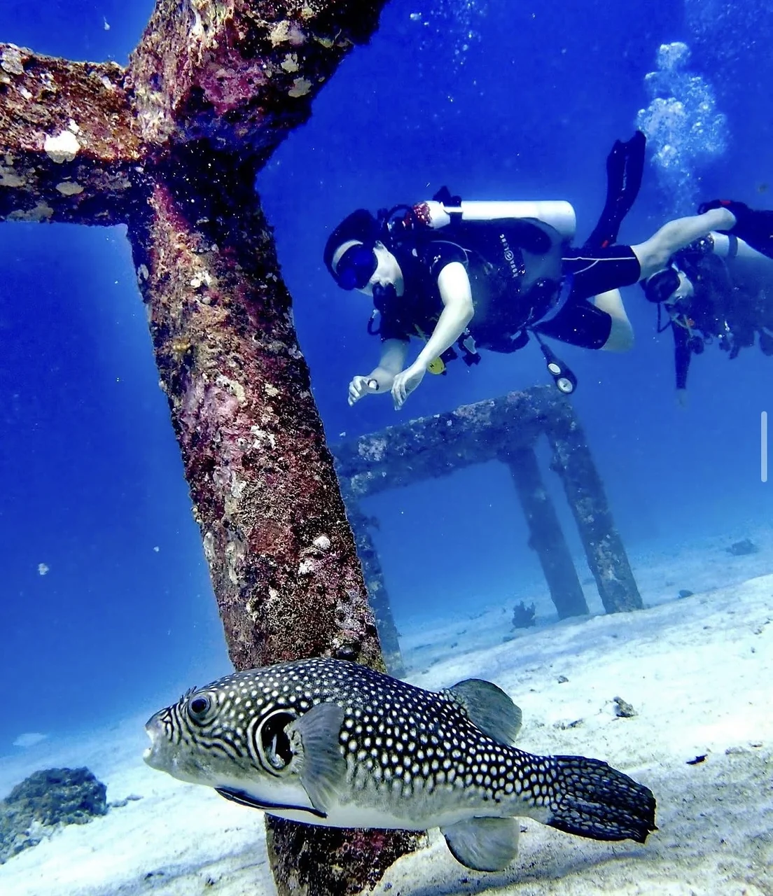 A patterned fish and scuba divers beside a submerged structure