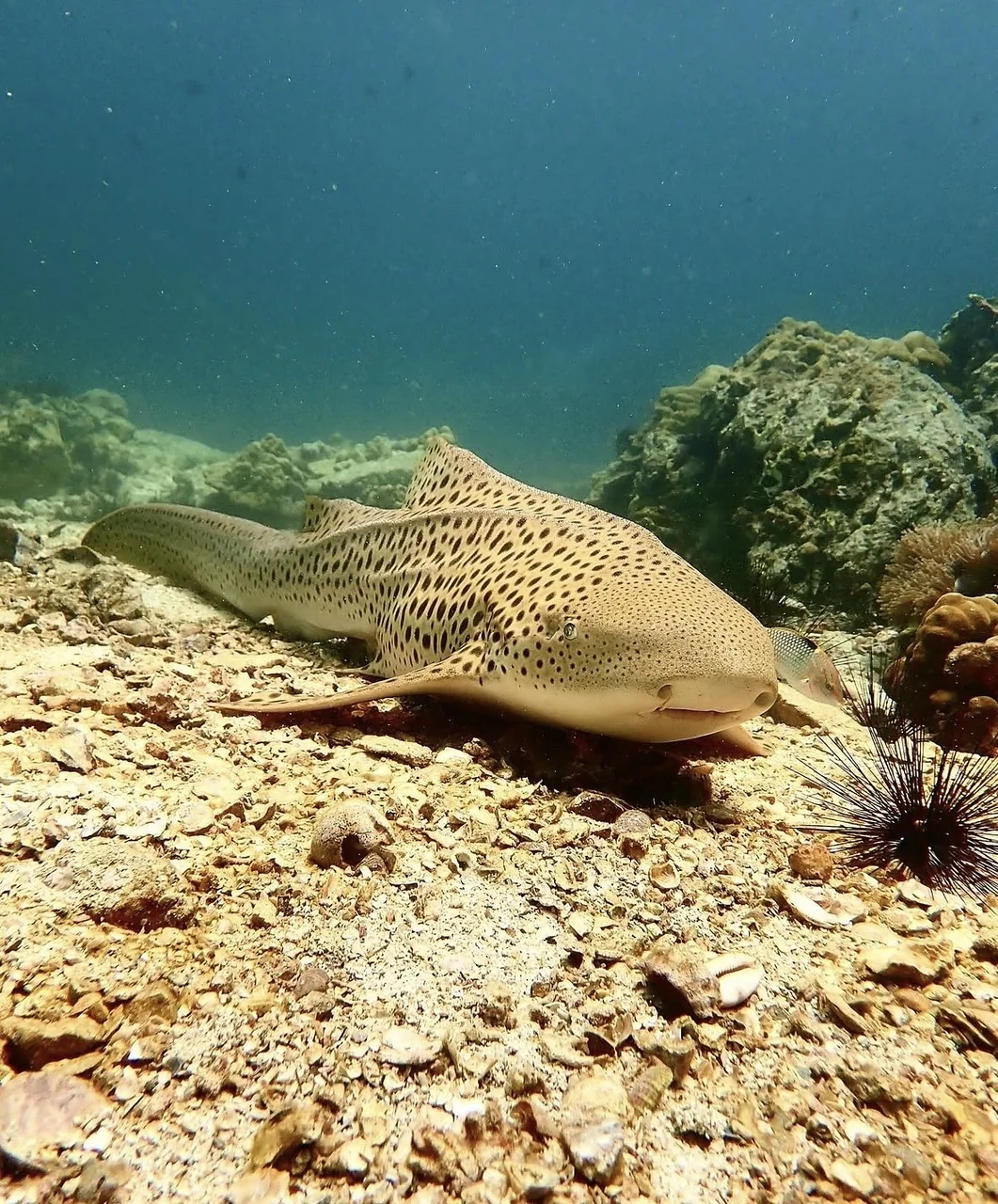 A spotted shark resting on the seabed beside the reef